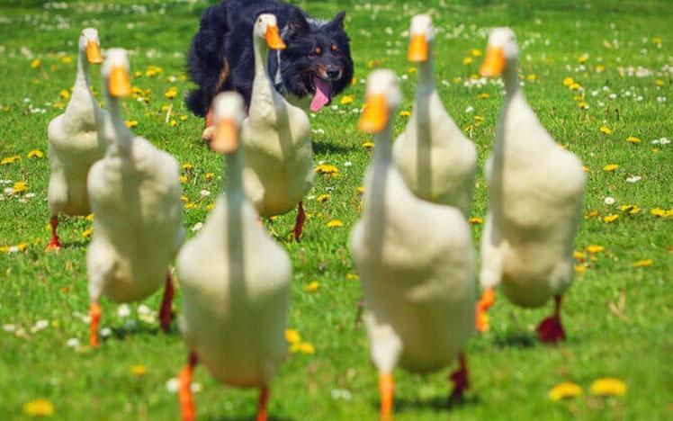 Herd of geese being guided by a dog.